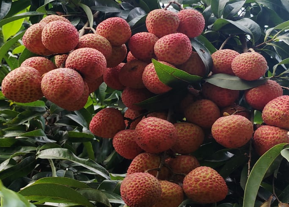 Tezpur