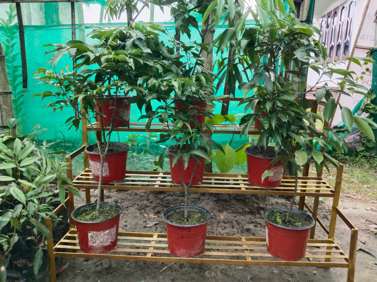 Tezpur Litchi Saplings| All Varieties
